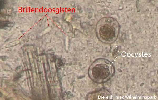 Het vrschil tussen oocystes en brillendoosgisten